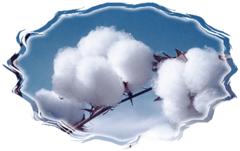 natural (raw) cotton