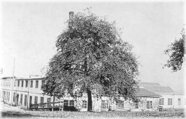 Fabrik mit Baum alt.jpg (12406 Byte)