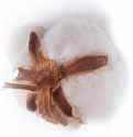 raw cotton